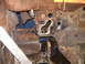 better pic of drivers side firewall. the left side of the eng comartment frame rail torqe box and fi...